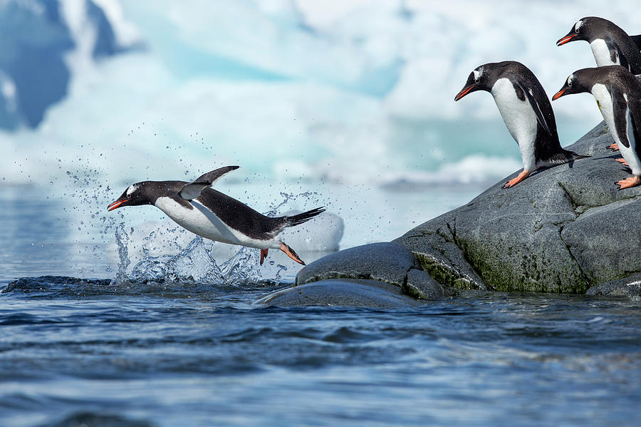 Leaping Gentoo Penguins, Antarctica Photograph by Paul Souders