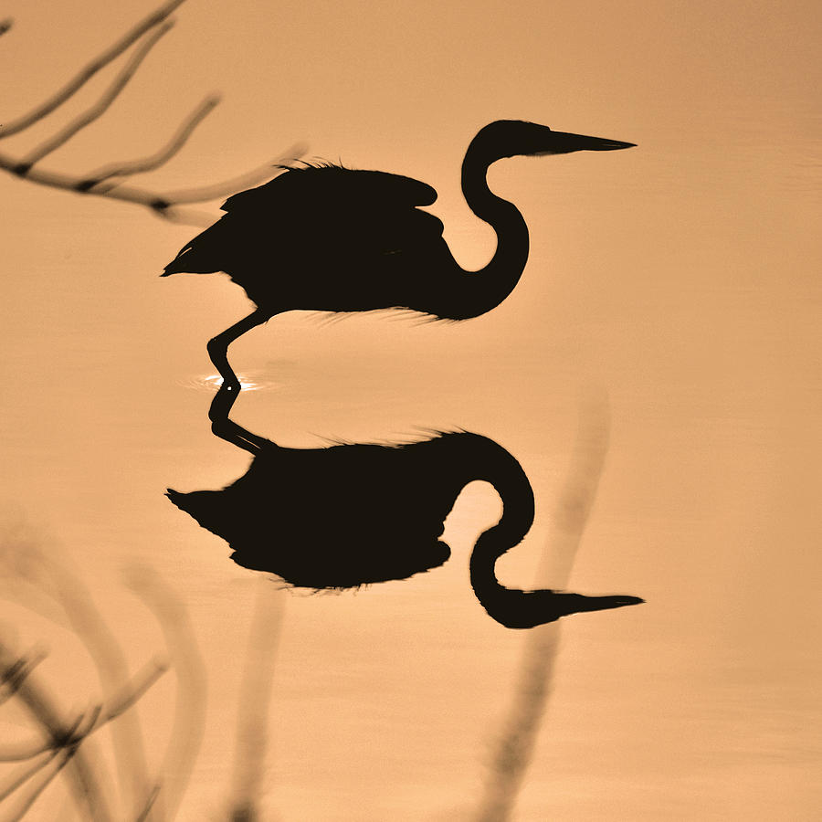 Crane Photograph - Leaping Heron Silhouette - 9381h by Paul Lyndon Phillips