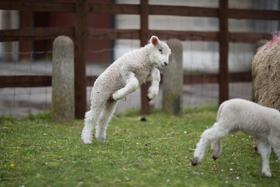 Leaping Lamb Photograph by Reyaz Limalia