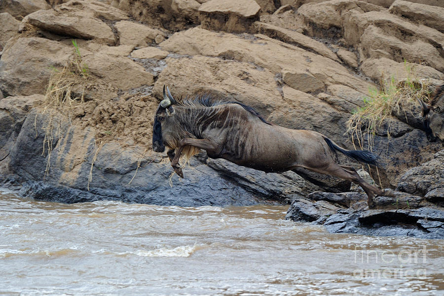Leaping Wildebeest Photograph by Ingo Schulz