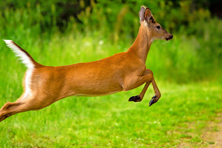 Deer Photograph - Leaping Young Buck by Aaron Smith