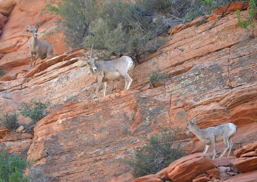 Zion National Park Photograph - Learning How to Rock Climb Zion by Christine Owens