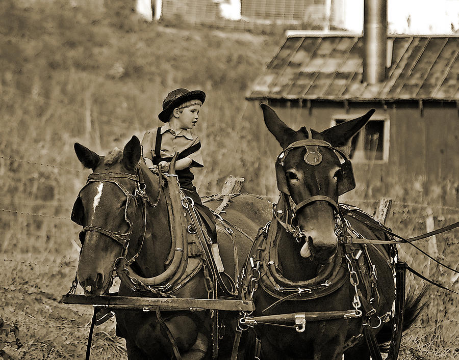 Horse Photograph - Learning To Drive by Brian Graybill