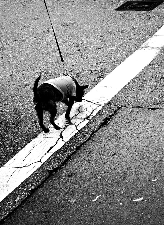 Black And White Photograph - Leash On the Line  by J C