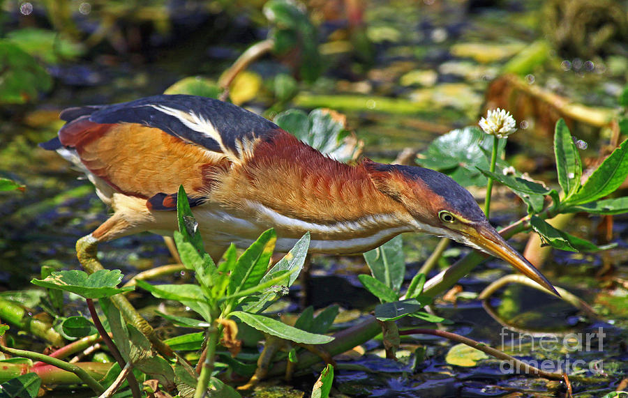 Least Bittern at Wako Photograph by Larry Nieland