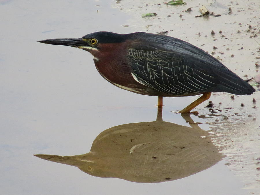 Least Bittern Photograph By Zina Stromberg