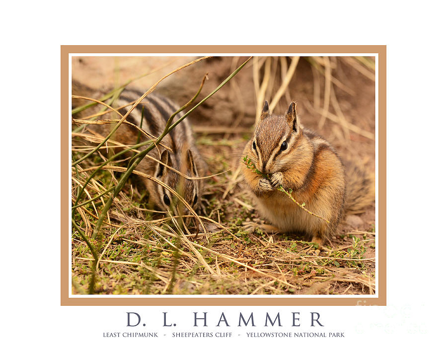 Least Chipmunks Photograph by Dennis Hammer