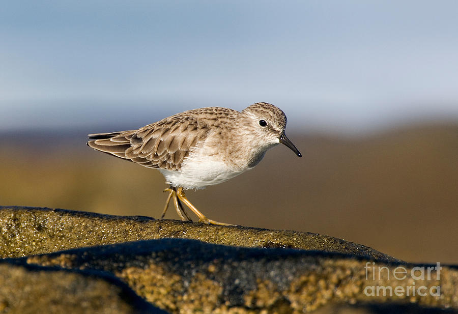 Sandpiper Photograph - Least Sandpiper by Anthony Mercieca