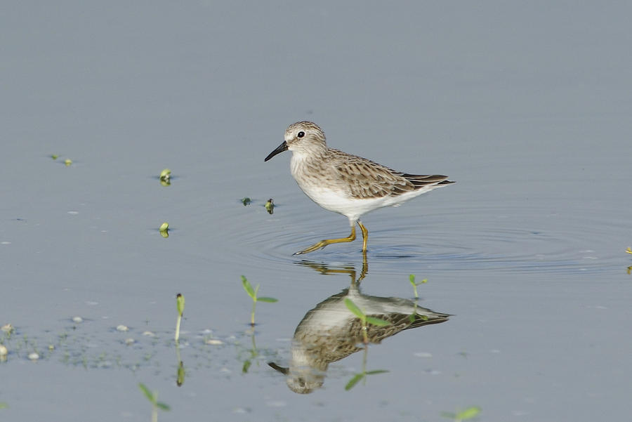Least Sandpiper on a Pond Photograph by Bradford Martin