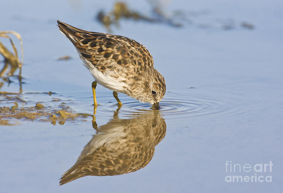 Least Sandpiper with a reflection  Photograph by Ruth Jolly