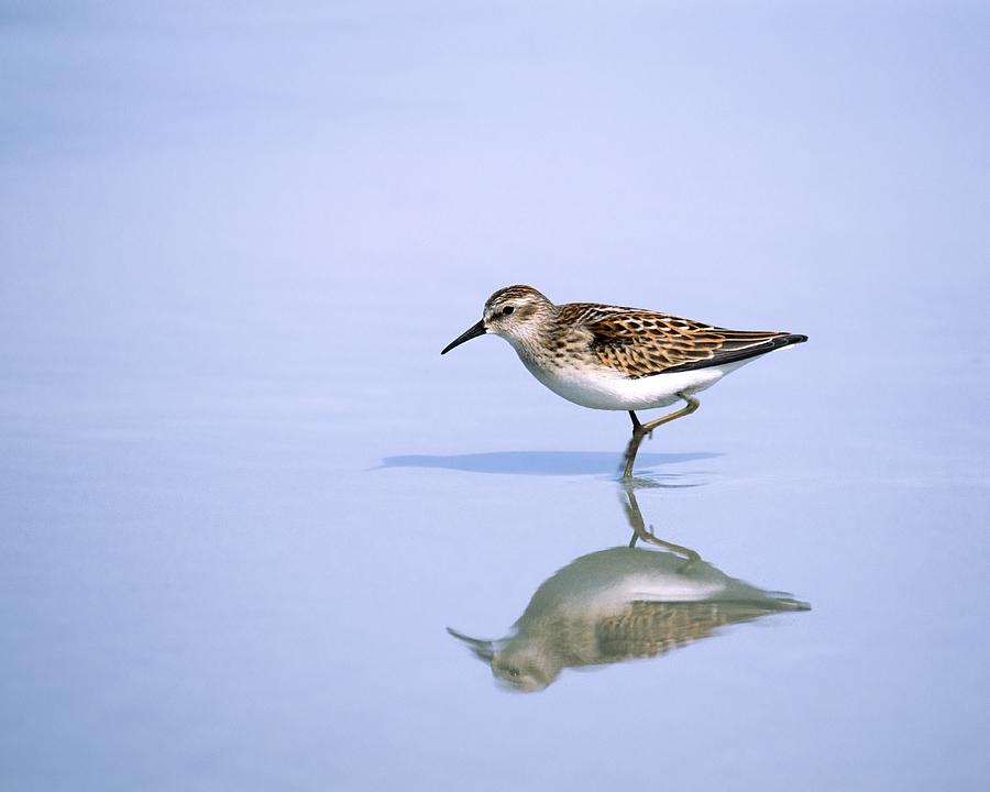Least Sandpiper with reflection and shadow Photograph by Bradford Martin