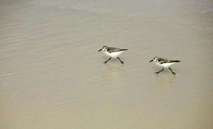 Bird Photograph - Least Sandpipers, Calidris Minutilla by Chico Sanchez