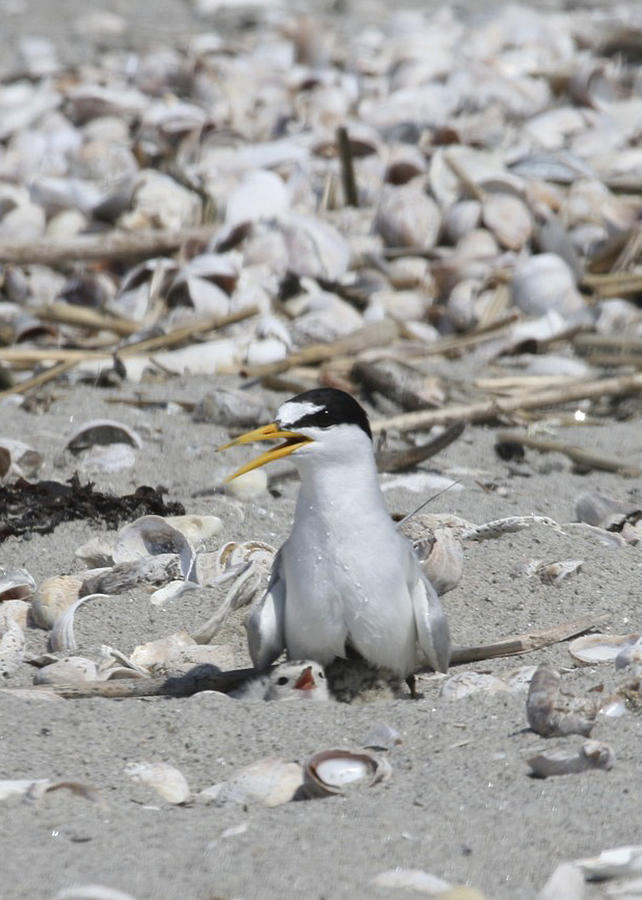 Least Tern Photograph - Least Tern by Brian Magnier Least Tern Photograph - Least Tern by Brian Magnier