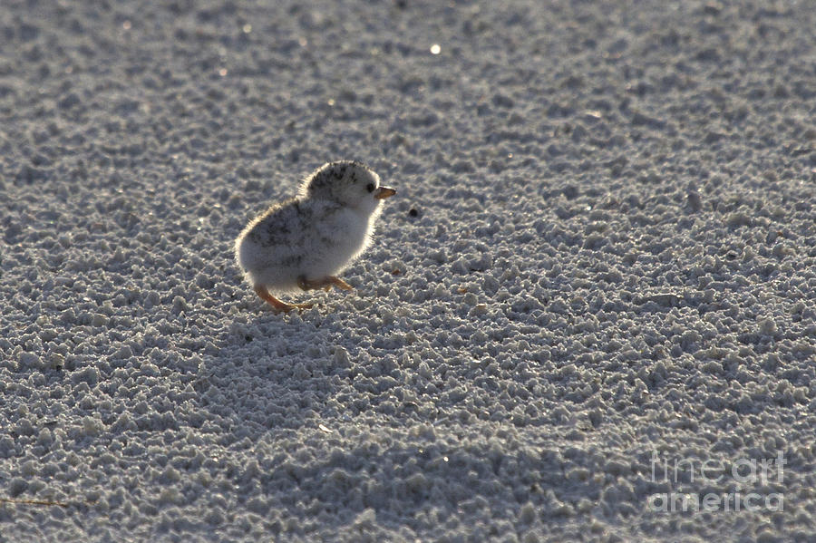 Least Tern Chick Photograph by Meg Rousher
