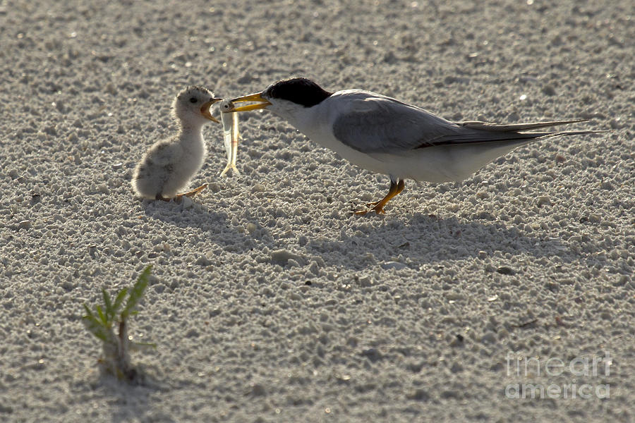 Least Tern feeding its young Photograph by Meg Rousher