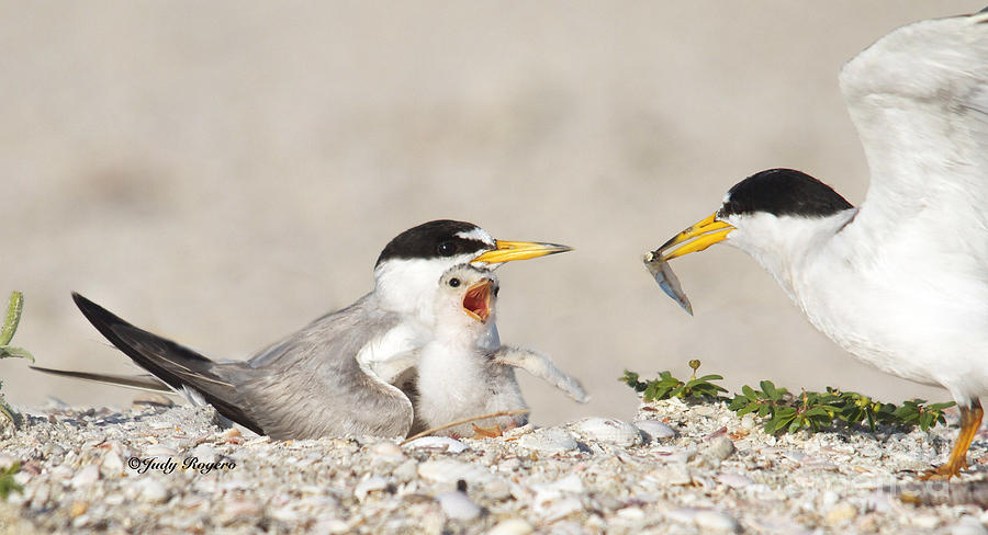 Least tern feeding Photograph by Judy Rogero
