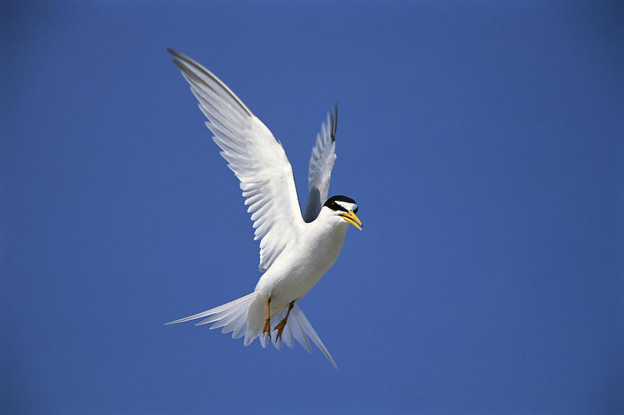 Least Tern Flying Long Island Photograph by Tom Vezo