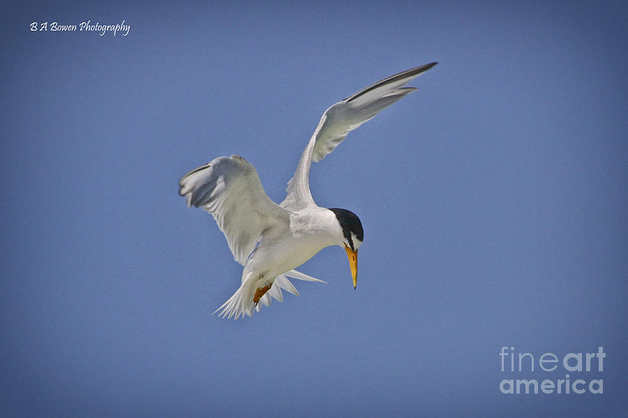 Least Tern hovering Photograph by Barbara Bowen