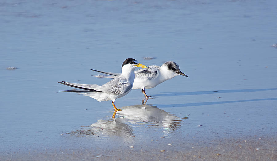 Least Tern Mom and Chick Photograph by Kenneth Albin