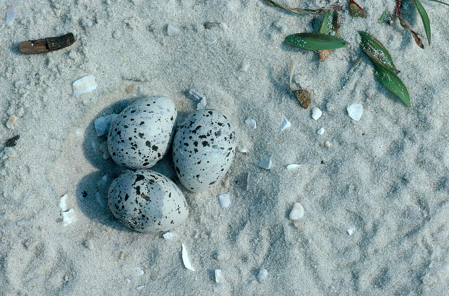 Least Tern Nest With Eggs Photograph by Dan Guravich