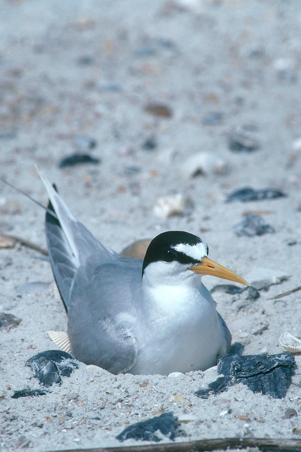 Least Tern On Nest Photograph by Millard H. Sharp