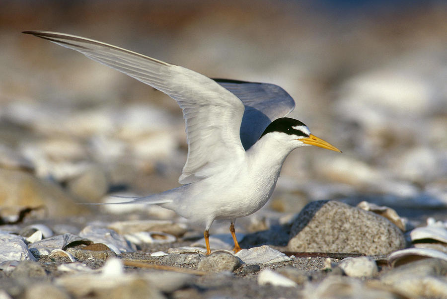 Least Tern Photograph by Paul J. Fusco