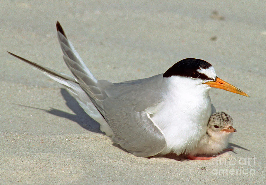 Least Terns Photograph by Millard H. Sharp - Fine Art America