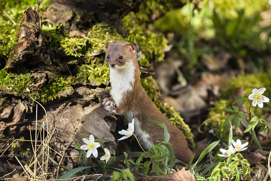 Least Weasel Bavaria Photograph by Konrad Wothe