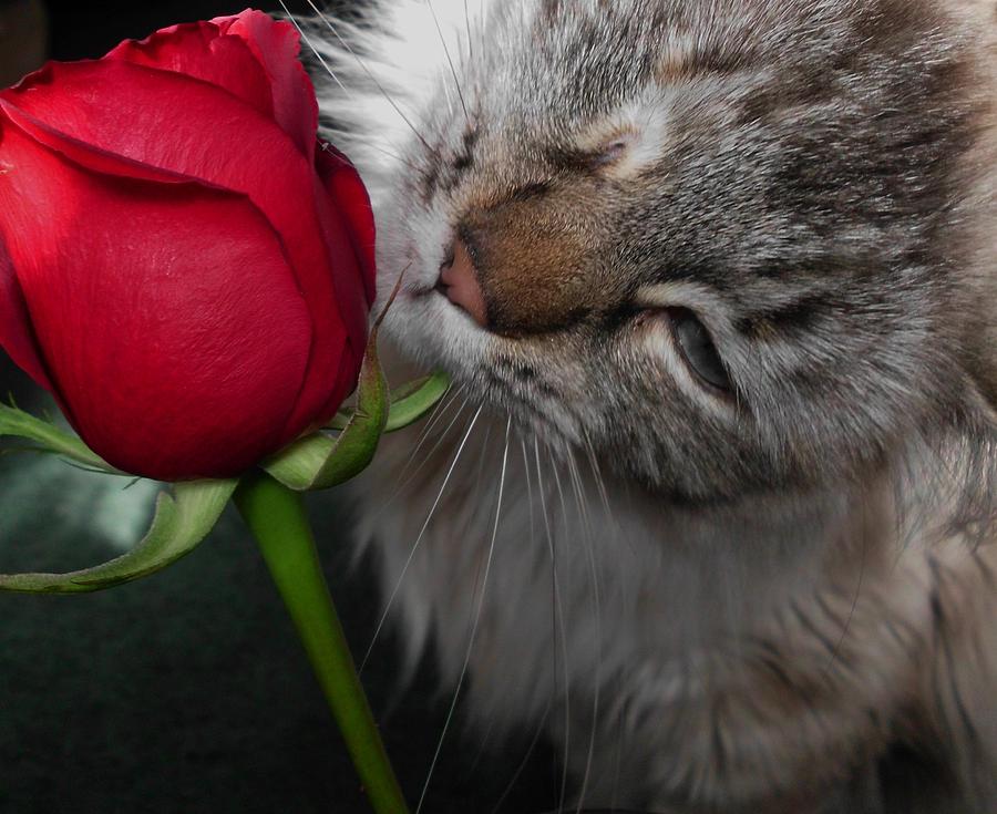 Leather and the Red Rose Photograph by Sheryl Chapman Photography ...