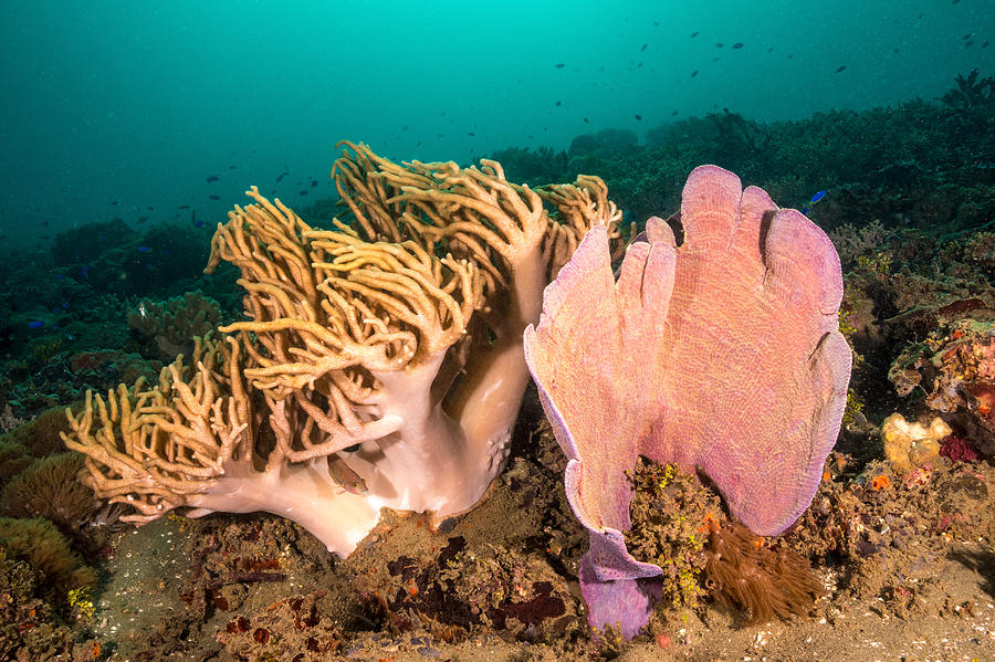 Leather Coral And Sponge Photograph by Andrew J. Martinez