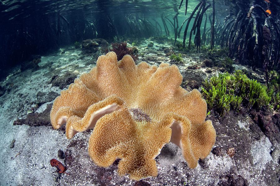 Leather Coral Photograph by Ethan Daniels