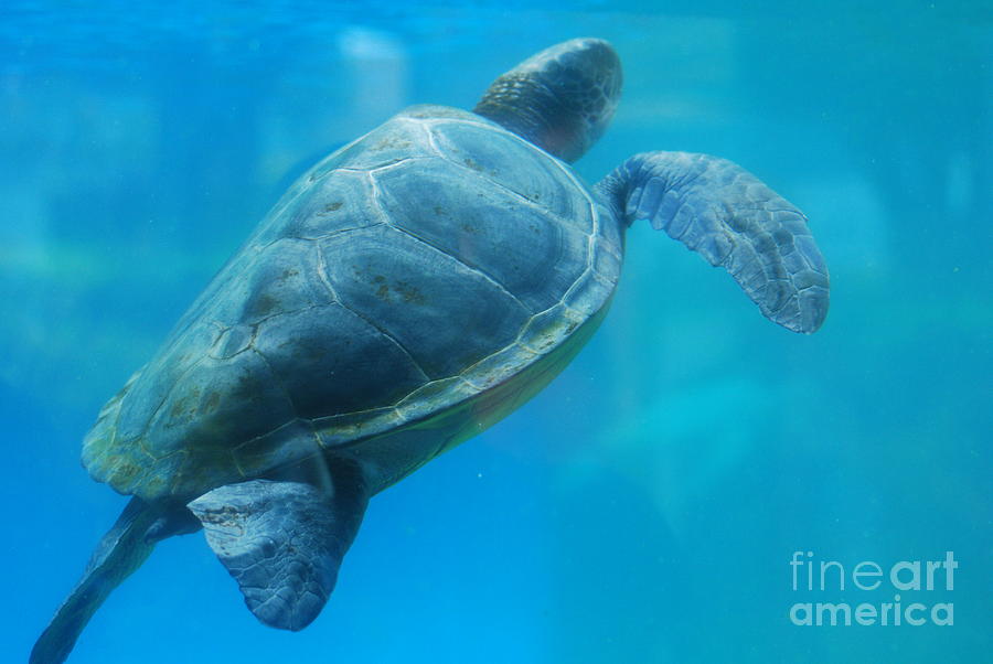 Leatherback Sea Turtle Photograph by DejaVu Designs