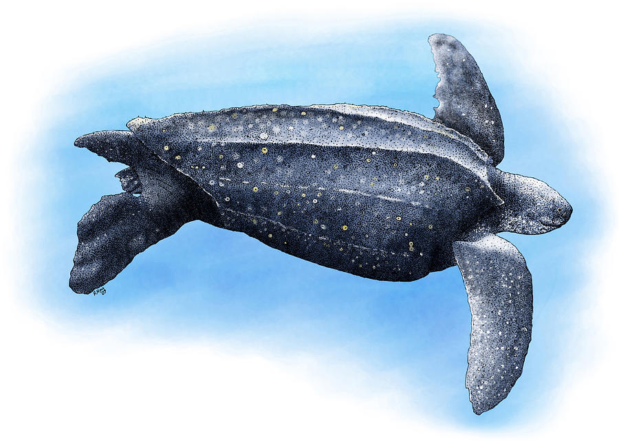Leatherback Sea Turtle Photograph by Roger Hall