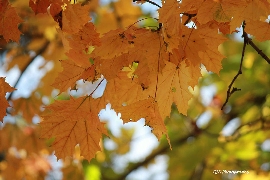 Leave Photograph by Carla Bird - Fine Art America