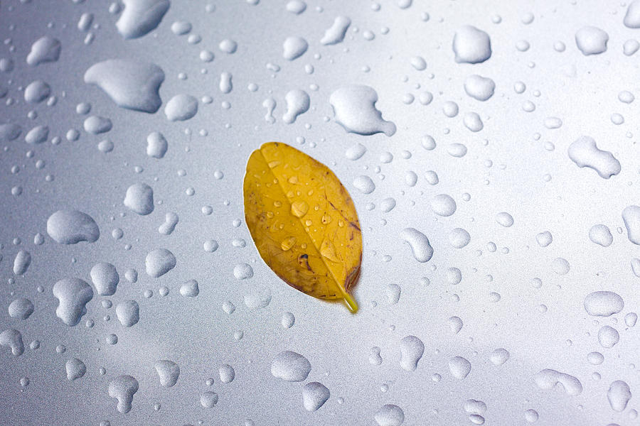 Leave On Drops Photograph
