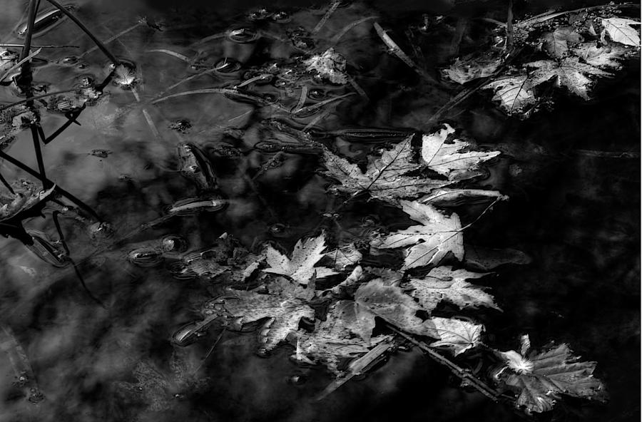Leaves 1 Photograph by Jim Vance