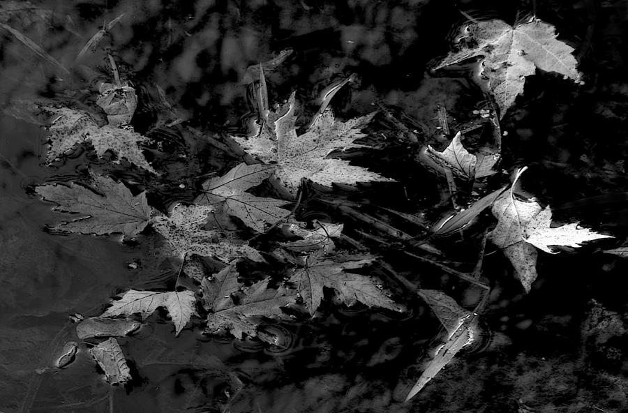 Leaves 2 Photograph by Jim Vance