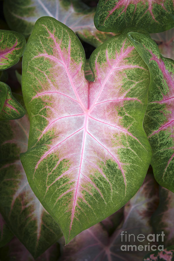 Vibrant Pink And Green Caladium Leaf Photograph