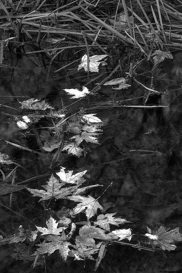 Leaves 3 Photograph by Jim Vance