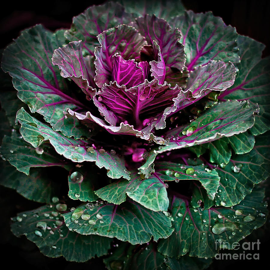 Decorative Cabbage After Rain Photograph Photograph by Walt Foegelle