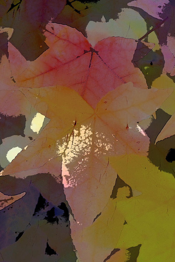Leaves 8 Photograph by Pamela Cooper