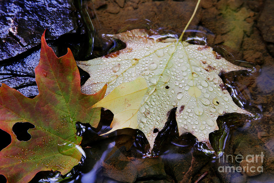 Nature Photograph - Leaves afloat after the rain by Darleen Stry