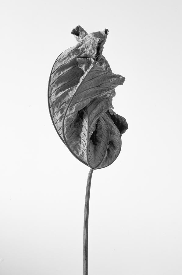 Still Life Photograph - Leaves After Life - Nineteen by Widarto Adi
