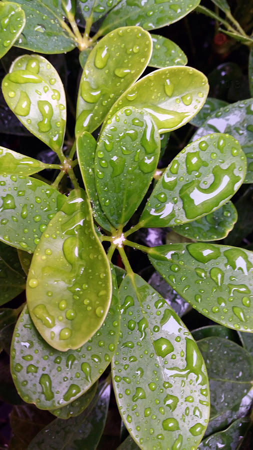 Leaves After The Rain Photograph