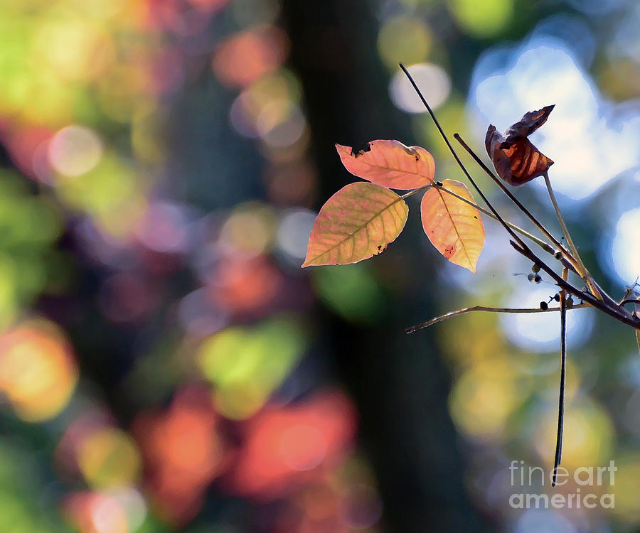 Leaves And Autumn Bokeh Photograph by Kerri Farley