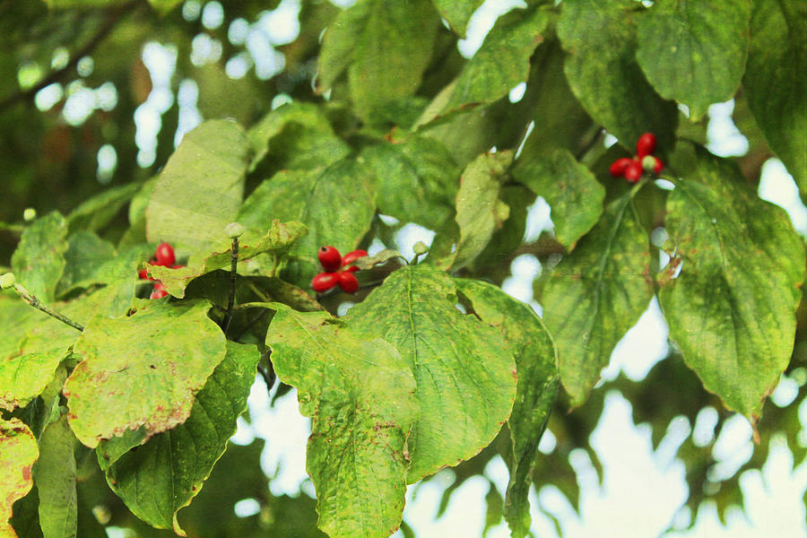 Leaves And Berries Photograph