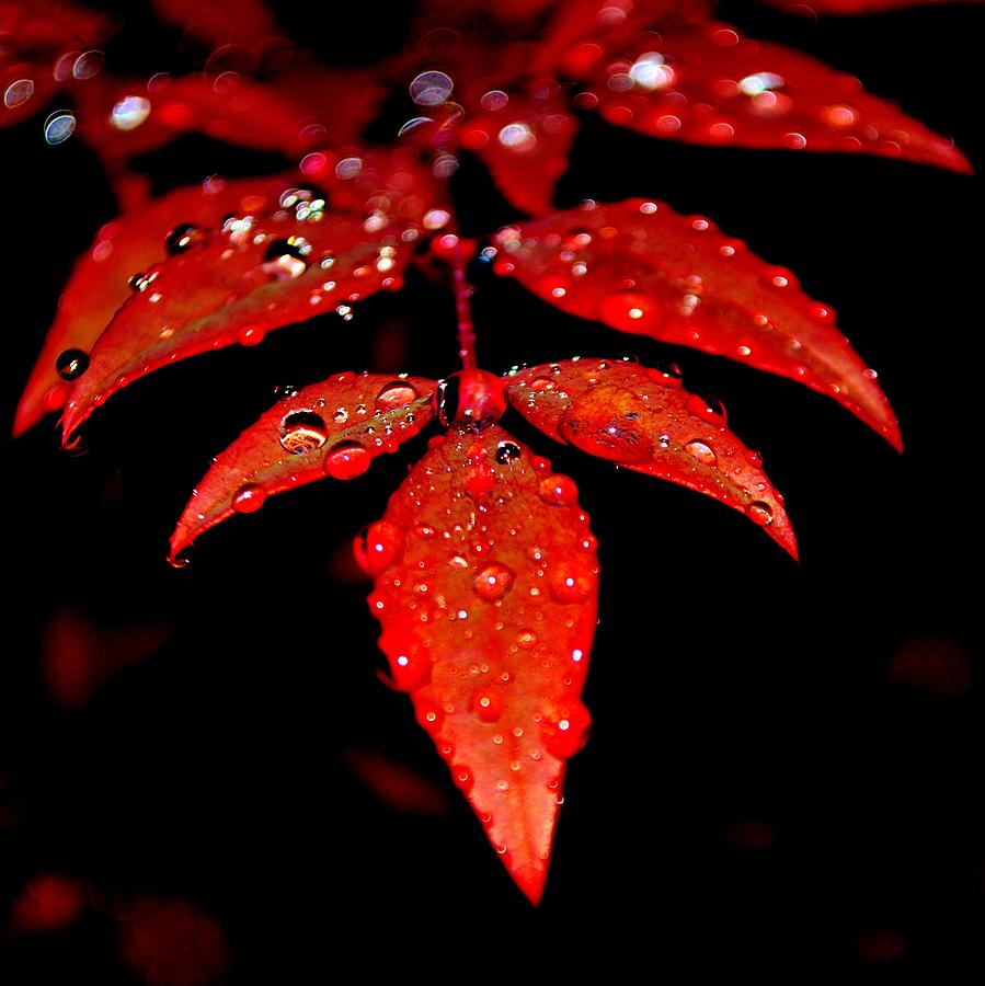 Leaves and Drops Photograph by Billy Beck