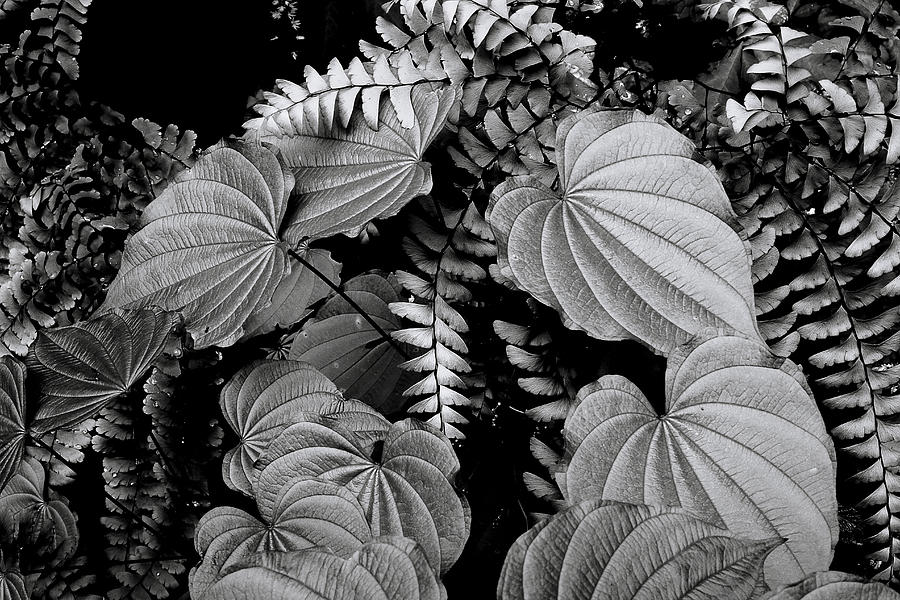 Leaves and Fern Photograph by Michael Eingle