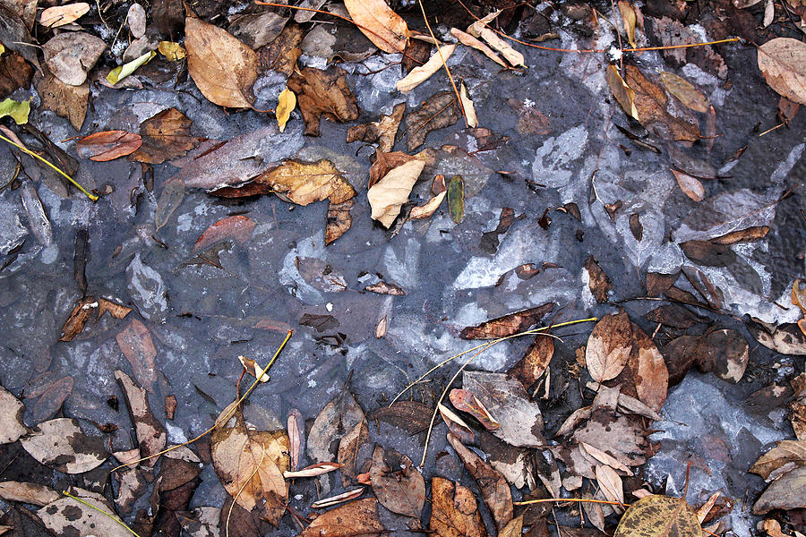 Leaves and Ice From the Early Winter Prairie Series Photograph by Verana Stark