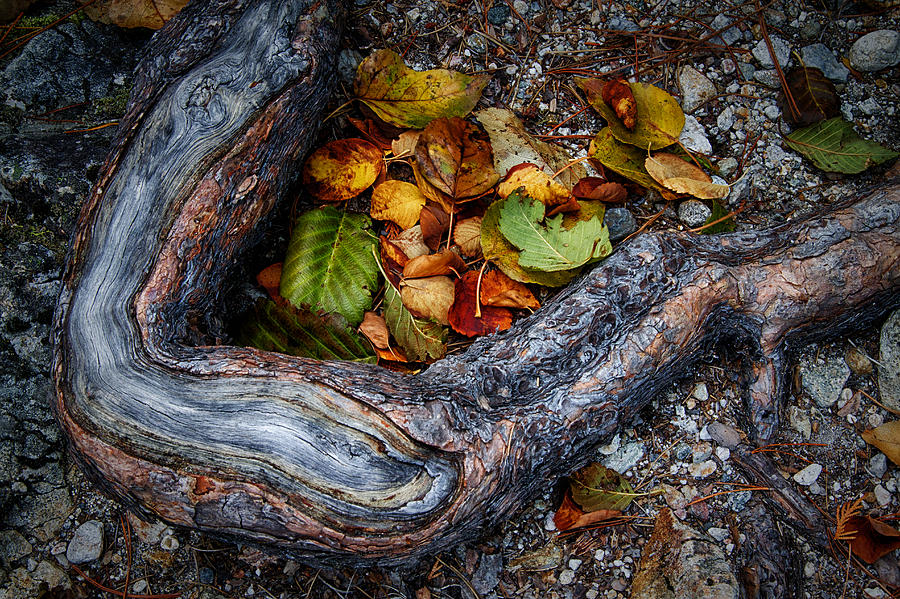 Leaves And Root Photograph by Robert Woodward